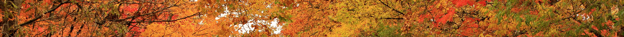 Autumn Leaf Spots in Jozankei
