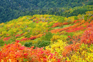 北海道中部：大雪山黑岳的红叶
