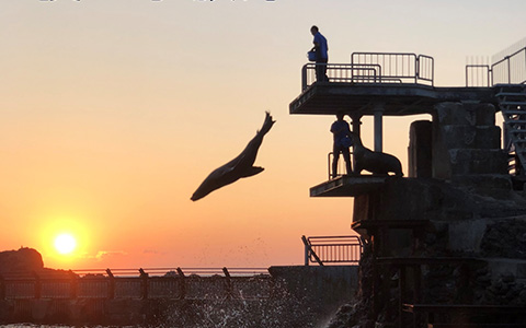 Read more about the article Otaru Aquarium to extend opening hours until 8:00p.m.